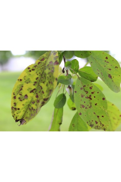 Парша яблуні